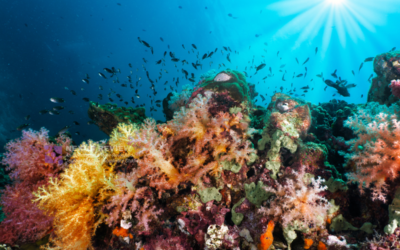 The Importance of Biodiversity: A Cornerstone of Ecological and Human Well-being